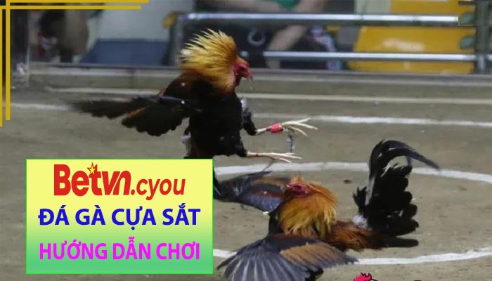 Hướng dẫn chơi đá gà cựa sắt tại Betvn