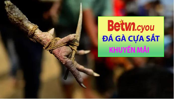 Khuyến mãi khi chơi đá gà cựa sắt Betvn