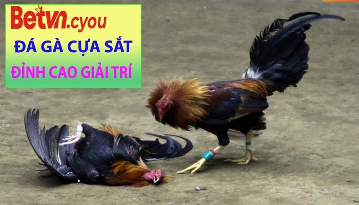 Đá Gà Cựa Sắt