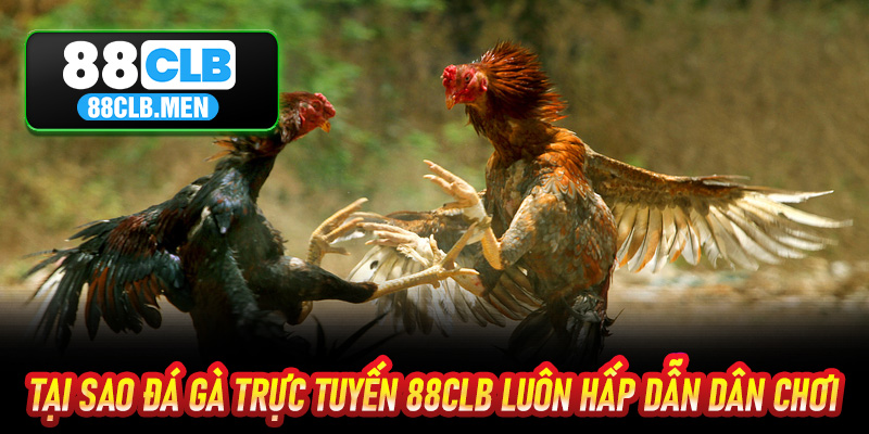 Tại sao đá gà trực tuyến 88CLB luôn hấp dẫn dân chơi