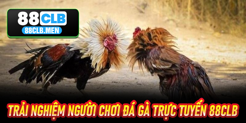 Trải Nghiệm Người Chơi Đá Gà Trực Tuyến 88CLB