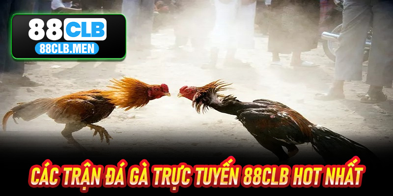 Các Trận Đá Gà Trực Tuyến 88CLB Hot Nhất